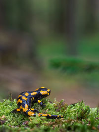 Close-up of lizard on plant