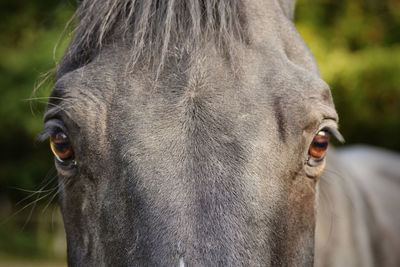 Close-up portrait of horse on field