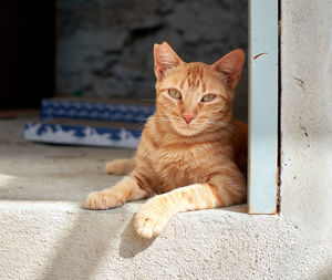Portrait of cat resting
