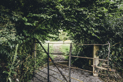 Trees by plants