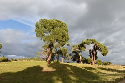 Trees on field against sky