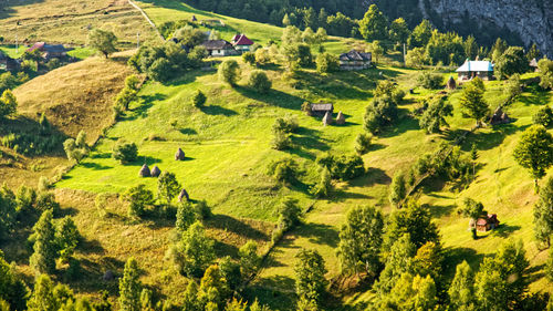 High angle view of trees on field