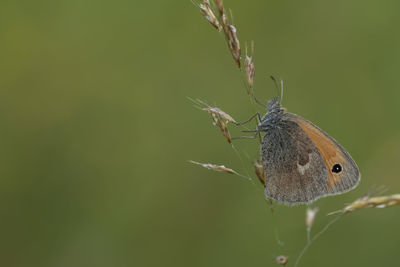 Close-up of butterfly