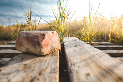 Close-up of wooden surface