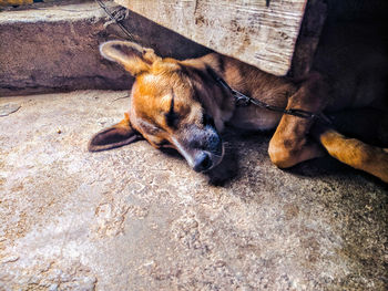High angle view of dog sleeping