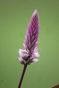Close-up of purple flowering plant