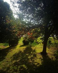 Image of trees on landscape