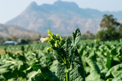 Close-up of flowering plant on field