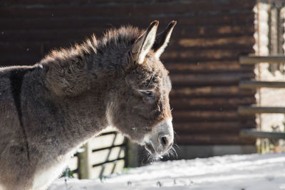 Close-up of horse standing outdoors