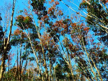 Low angle view of trees against sky