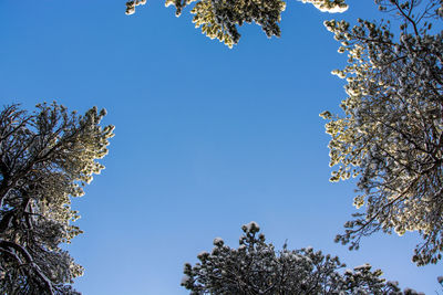 Low angle view of cherry tree against blue sky