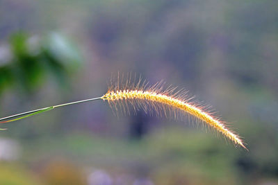 Close-up of dandelion on plant