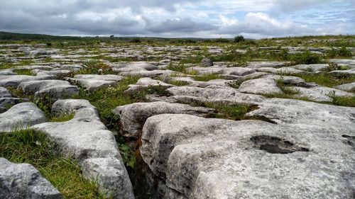 Plants growing on rocks against sky