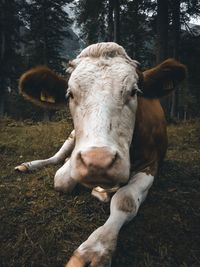 Portrait of horse on field