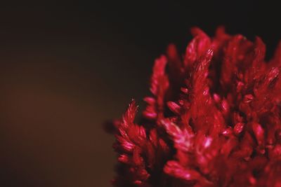 Close-up of red flower over black background