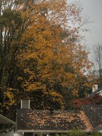 Trees by building against sky during autumn