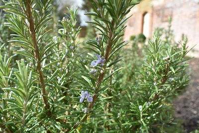 Close-up of flowering plants on field