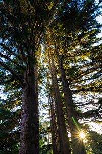 Low angle view of trees