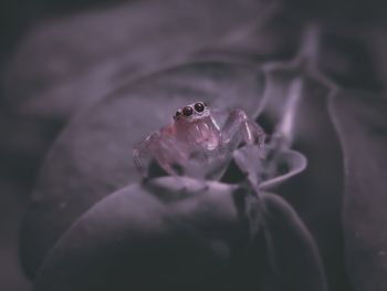 Close-up of insect on flower