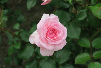 Close-up of pink rose