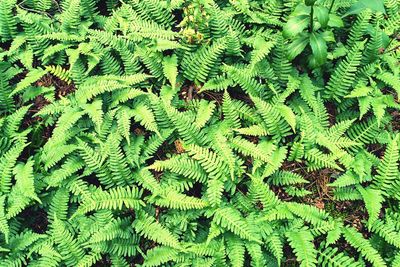 High angle view of fern in forest