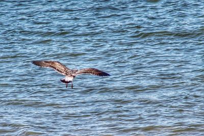 Bird flying over lake