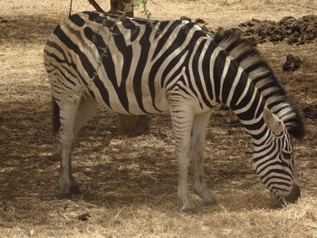 Zebra standing on field