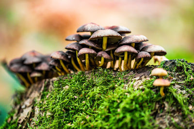 Close-up of mushrooms growing on field