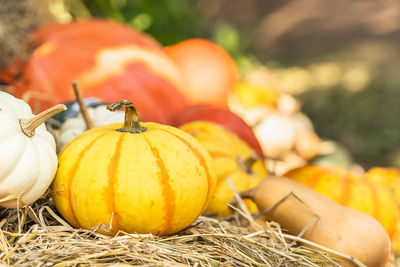 Close-up of pumpkins