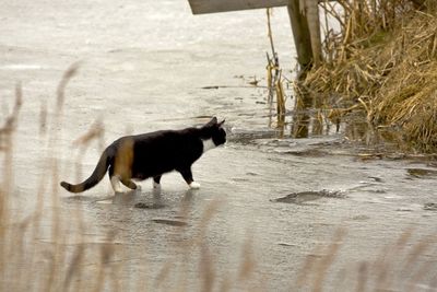 Black dog running on water