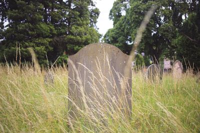 View of an animal on land