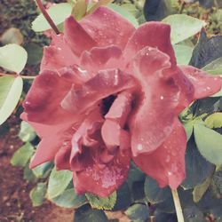 Close-up of wet pink rose flower