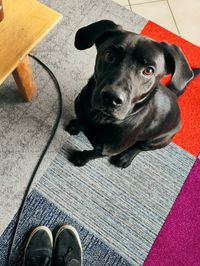 High angle portrait of dog on floor