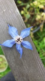 Close-up of blue flower on wood