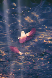 Close-up of water lily in lake