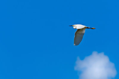 Low angle view of bird flying in sky