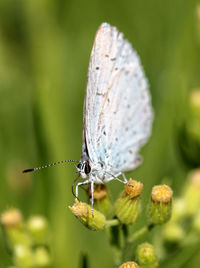 Close-up of butterfly