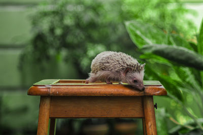 Close-up of lizard on wood