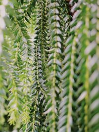 Close-up of pine tree
