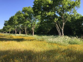 Trees on field against clear sky