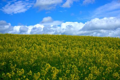 Scenic view of oilseed rape field against sky