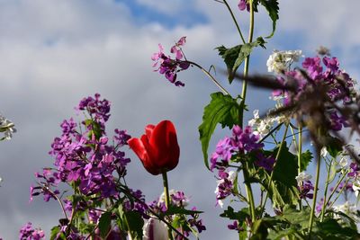 Close-up of red flowers blooming against sky