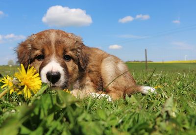 Dog sitting on grassy field against sky