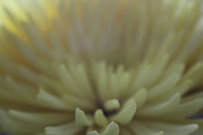 Full frame shot of fresh yellow flower blooming outdoors