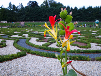 Close-up of plant growing outdoors