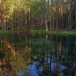 Scenic view of lake in forest