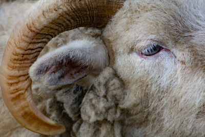 Close-up of an rum tup sheep 