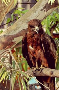 Close-up of vulture bird on branch