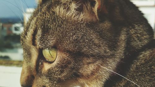 Close-up portrait of cat