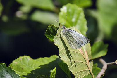Close-up of butterfly on leaf